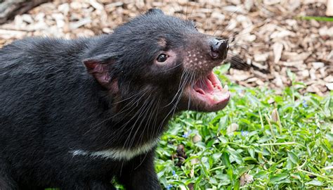 Australian Outback Curriculum | San Diego Zoo Kids