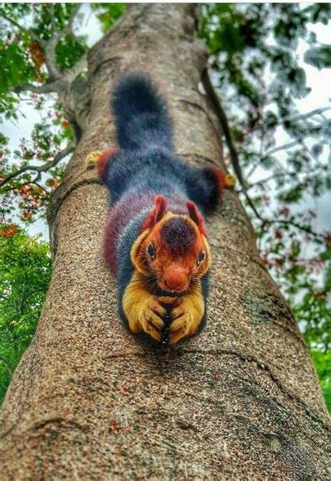 Indian squirrel, Kerala | Unusual animals, Rare animals, Cute animals