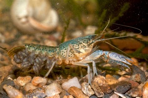 The Genetic Mystery Of The Invasive Crayfish Clones