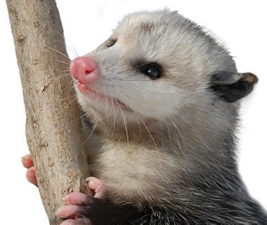 Facts About Opossums | Opossum Facts | Havahart®