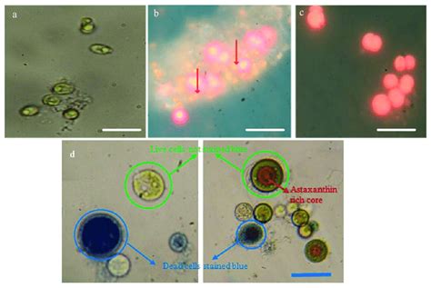 (a) Intact Chlorella vulgaris cells before staining under an optical... | Download High-Quality ...