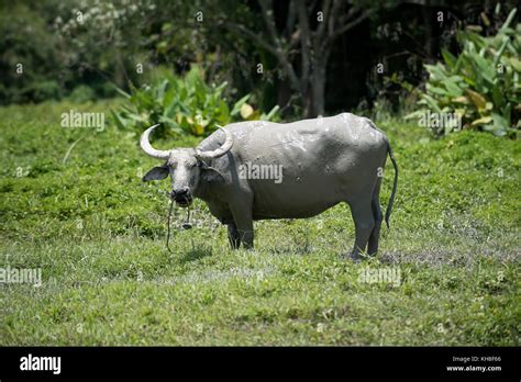 Water Buffalo (Bubalus bubalis), Thailand *** Local Caption ...