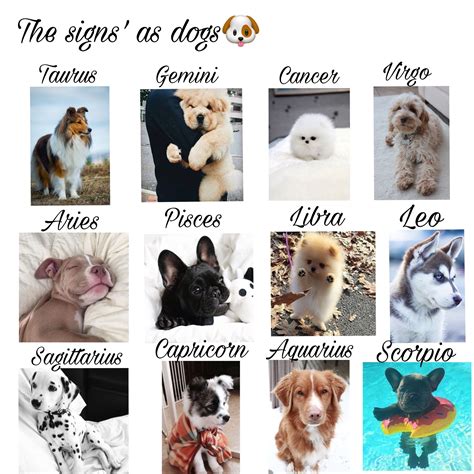 What are the zodiac signs pets - plzexpo