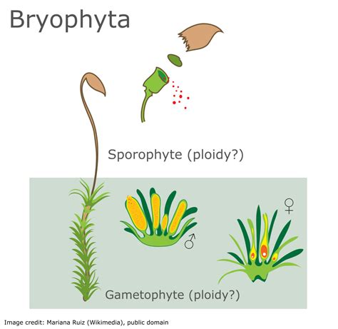 BIOL227 - Bryophyte Structure I Diagram | Quizlet