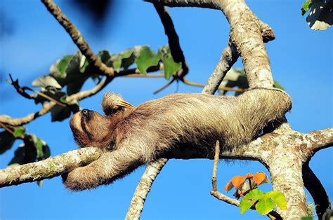 10 Animals That Sleep The Most - WorldAtlas