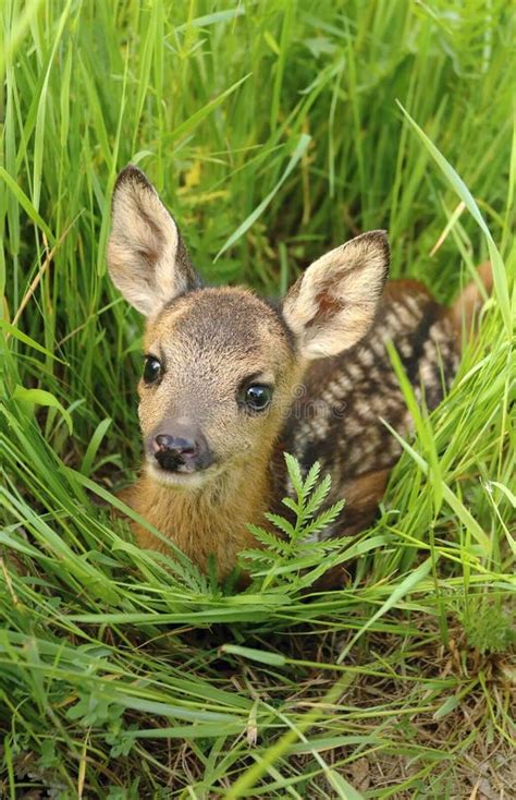 Adorable Roe Deer Fawn Capreolus Capreolus Stock Image - Image of mammal, innocent: 160006275