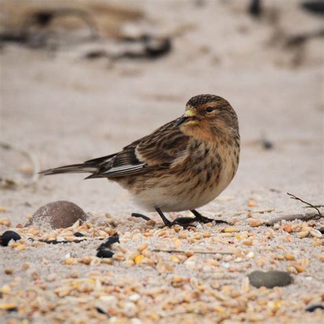 TrogTrogBlog: Bird of the week - Twite