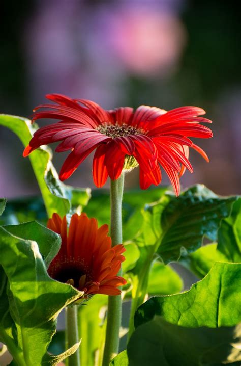 Barberton daisy / Gerbera jamesonii | Types of flowers, Gerbera, Flower beauty