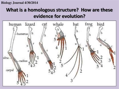 PPT - What is a homologous structure? How are these evidence for ...