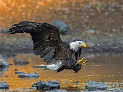 Bald Eagle Attacking | Smithsonian Photo Contest | Smithsonian Magazine