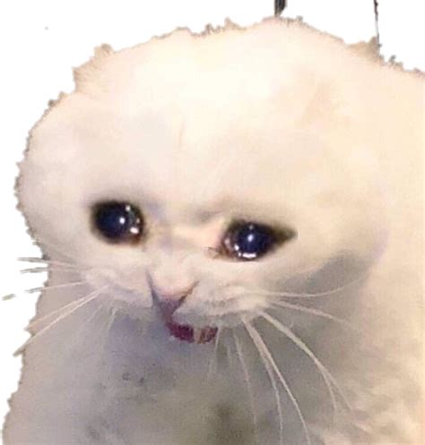 Crying Cat Meme PNG Images Transparent Free Download