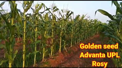 Advanta Sweet Corn Seeds|| Veriety Rosy Best Seeds||ADVANTA Seeds Sweet ...