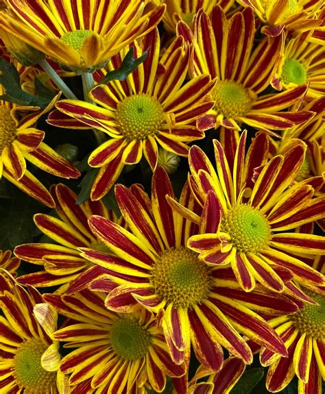 Autumn chrysanthemums | Suzanne | Flickr