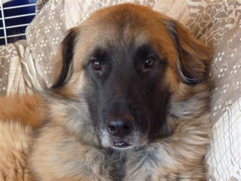 This is Sherlock - he is a Leonberger/German Shepherd mix | German shepherd, German shepherd mix ...