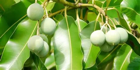 Tamanu Oil Benefits: 13 Magnificent Uses – Mom Prepares