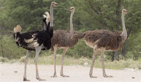 Common ostrich facts, distribution & population | BioDB