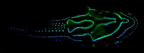 Bioluminescence is so useful to fish that it evolved 27 times, study says - LA Times