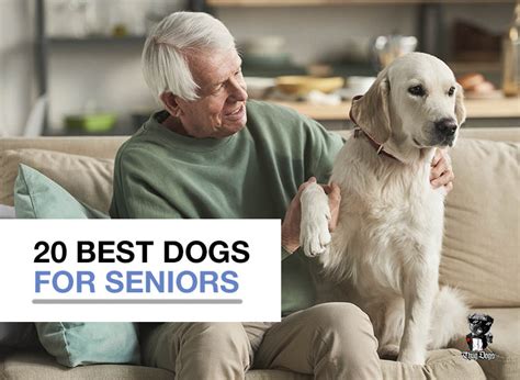 20 Best Dogs for Seniors - Which Breeds Are Suitable? - Thug Dogs