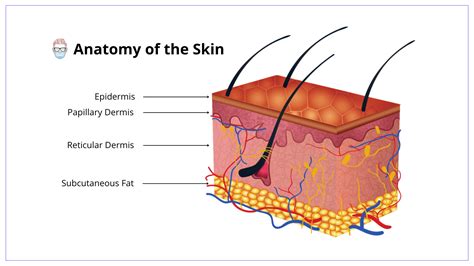 Human Skin Layers And Functions
