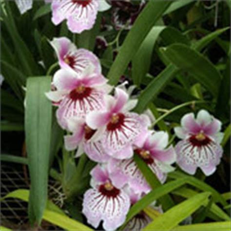 Growing Orchids for Beginners