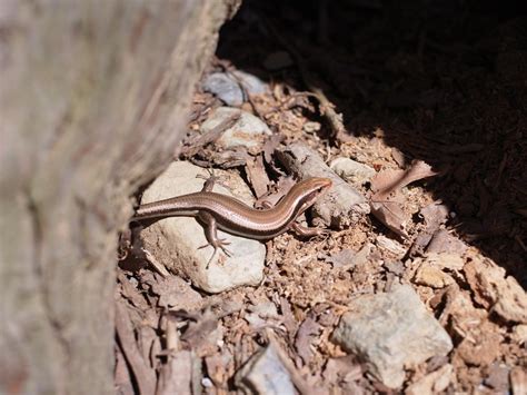 Japanese five-lined skink | 日本トカゲがいた | wakanmuri | Flickr