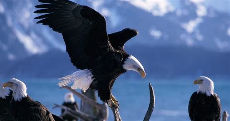 Pictures Blog: Bald Eagles Habitat