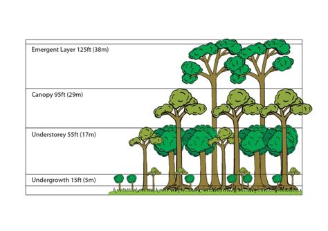 Rainforest Layers Illustration Lesson Plan for 3rd - 4th Grade | Lesson Planet