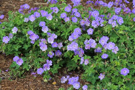 Geranium [Rozanne] = 'Gerwat' (PBR)