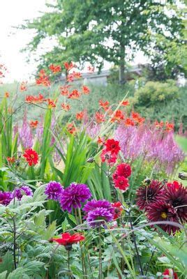 Great Companion Plants for Your Crocosmia (bishop of lanoff dahlia ...