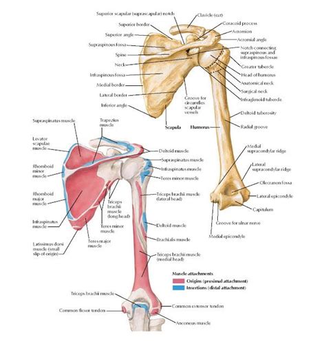 Humerus and Scapula: Posterior Views Anatomy Superior scapular ...