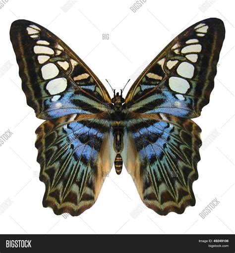 Blue Clipper Butterfly Image & Photo (Free Trial) | Bigstock