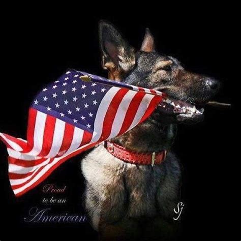 Happy Veteran's Day! #veteransday | Military working dogs, Veterans day ...