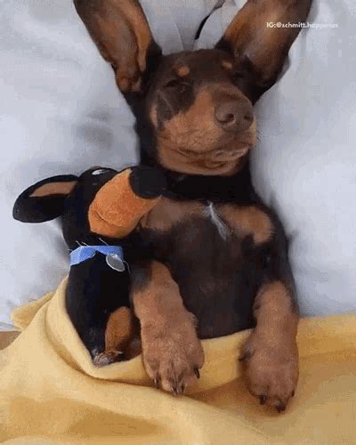 Puppy Sleeping GIF - Puppy Sleeping FunnyPetVideos - Discover & Share GIFs