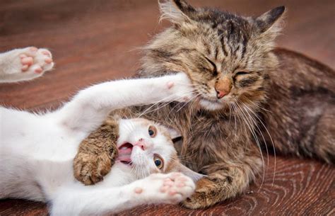 Are your cats fighting or playing? Scientists analysed cat videos to figure out the difference