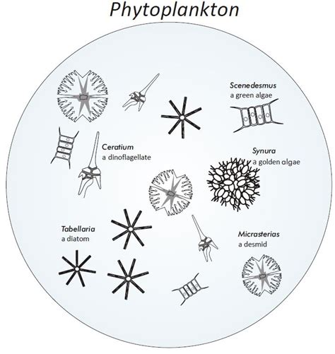 Phyto- and zooplankton | VIRTUE