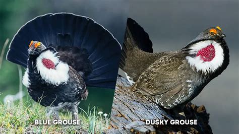 Blue Grouse Vs Dusky Grouse - The Worlds Rarest Birds