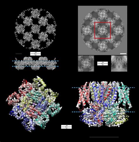 The 4.0 Å electron density map of full-length MloK1. The map was... | Download Scientific Diagram