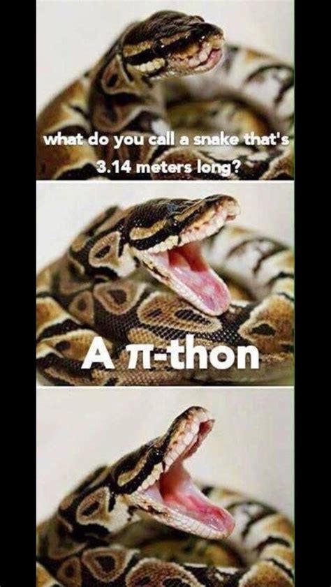 what do you call a snake that's 3.14 meters long? | Funny animal quotes, Snake puns, Snakes funny