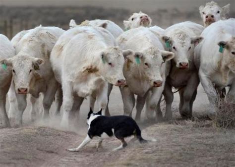 Herding dogs move cattle at Denver’s National Western – The Denver Post