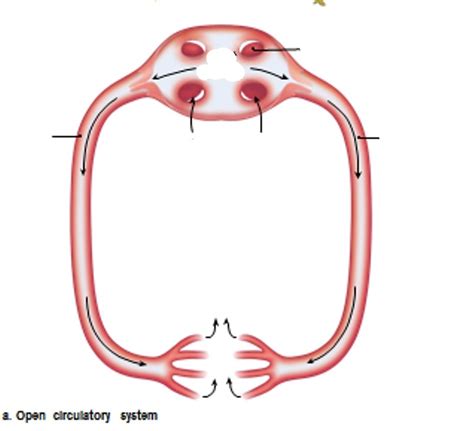 open circulatory system Diagram | Quizlet