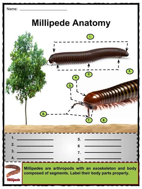 Millipede Facts, Worksheets, Habitat, Anatomy & Life Cycle For Kids