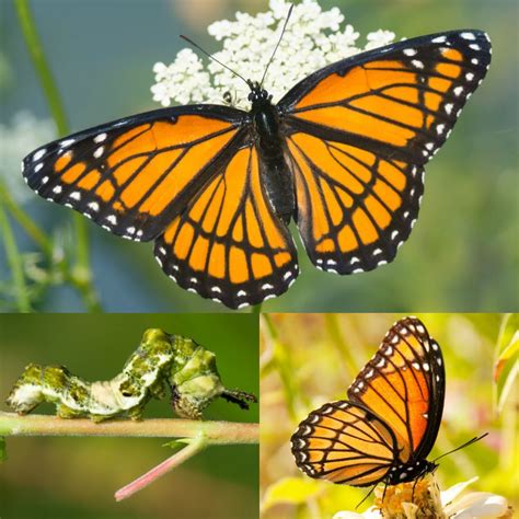 How to identify 11 common butterfly species | Butterfly species, Butterfly conservation ...
