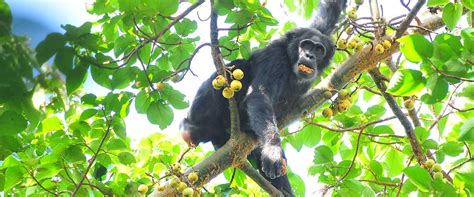 Wildlife in Kibale Forest National Park | Wildlife Species