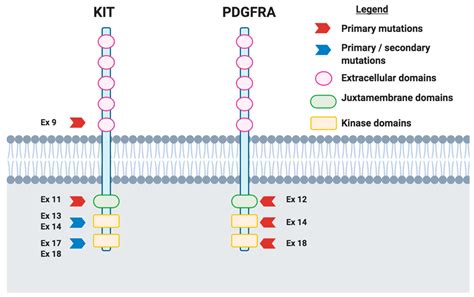 Cancers | Free Full-Text | The Identity of PDGFRA D842V-Mutant Gastrointestinal Stromal Tumors ...