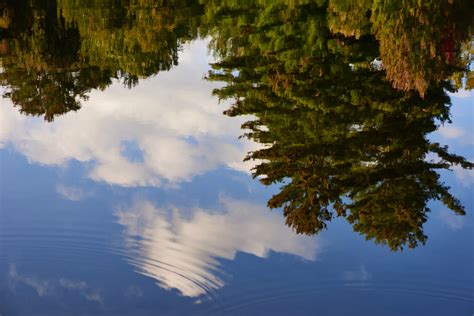 Water Reflection Tree Royalty Free Photo