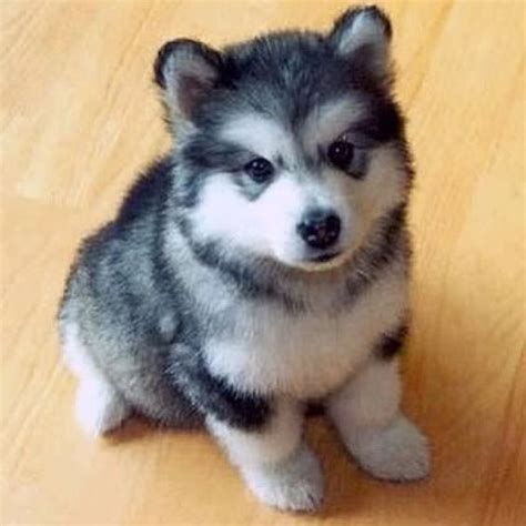 Baby Fluffy Husky ~ FUROSEMIDE