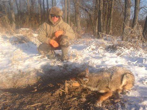 2013/2014 Coyote Trapping - Illinois Wildlife Connections