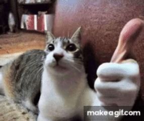 cat thumbs up on Make a GIF