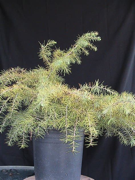 Cedar Bonsai | kuromatsubonsai.com