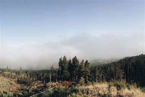 forest, sky, grass Wallpaper, HD Nature 4K Wallpapers, Images and Background - Wallpapers Den